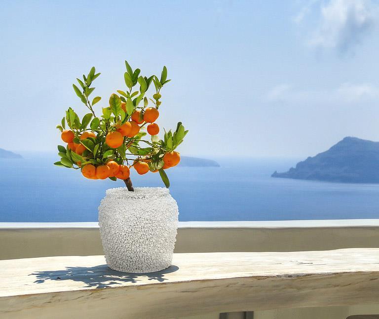 Medium Allover Barnacle Vase
