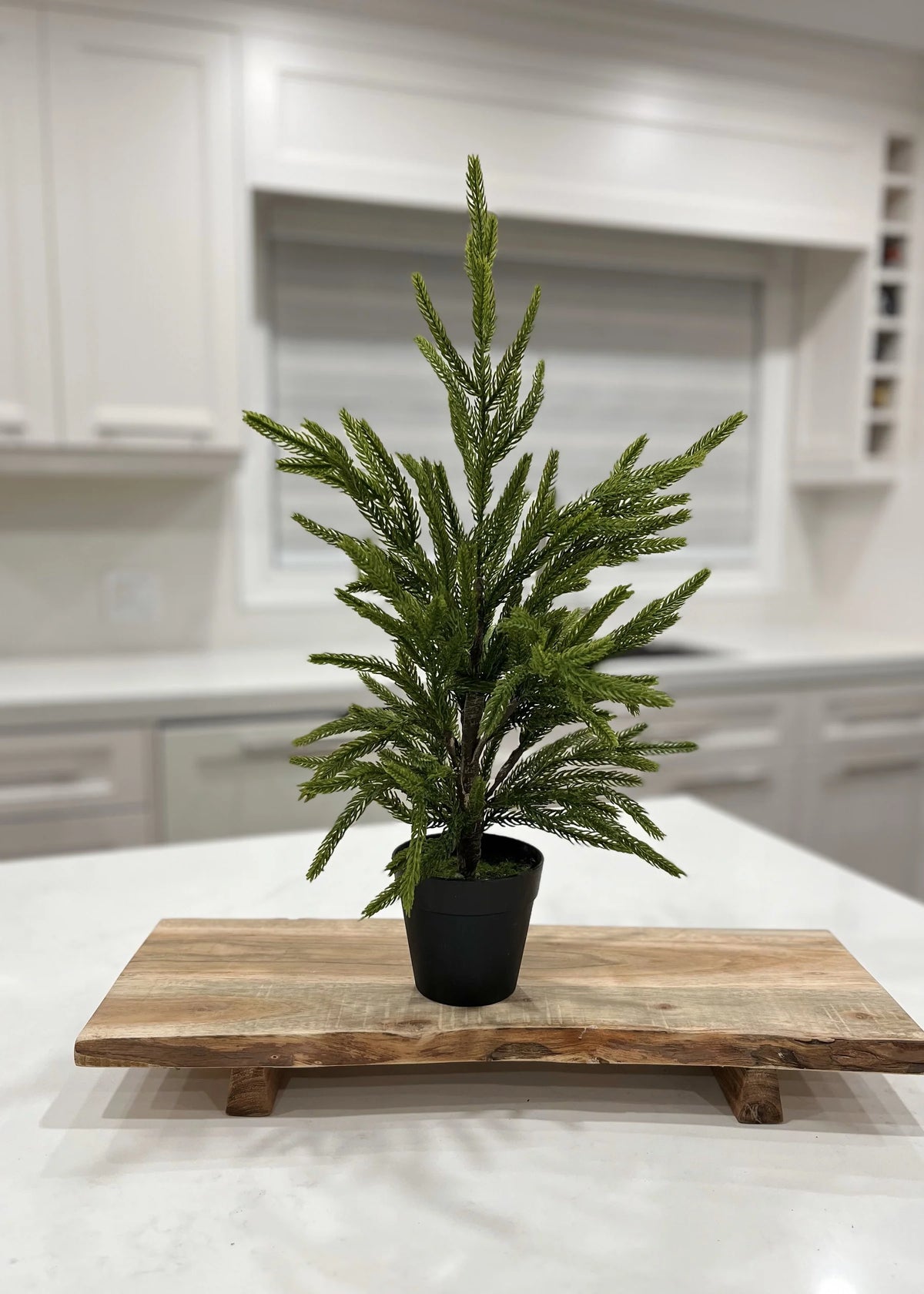 19" Fresh Touch Norfolk Pine Tree Potted In Plastic Pot