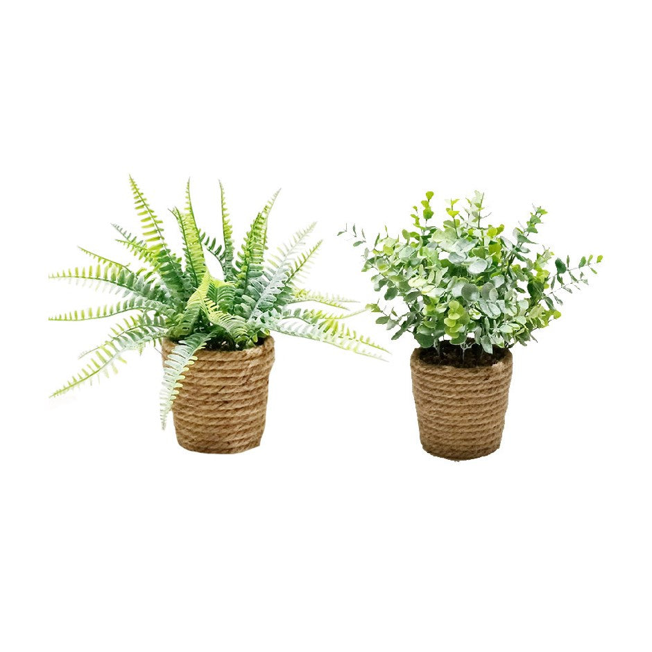 Set of 2 Plants in Twine Baskets