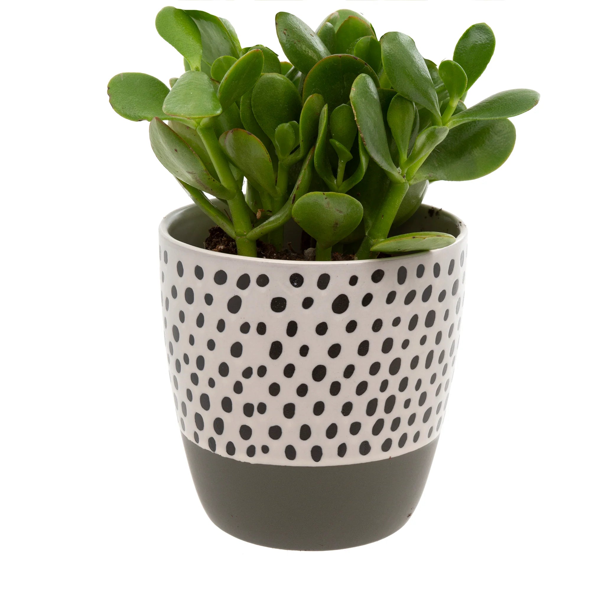 Polkadot Pot, Grey