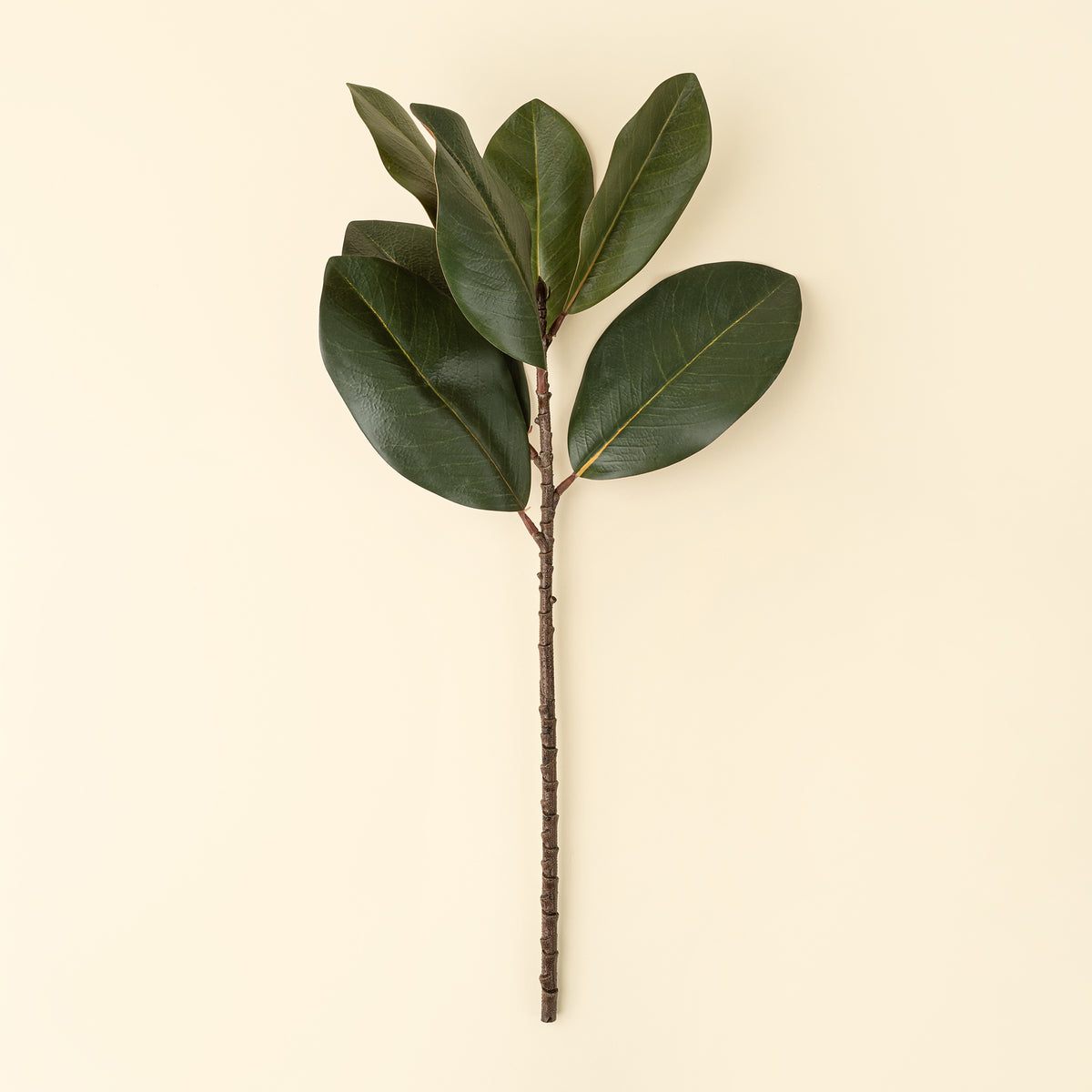 Magnolia Leaf Branch